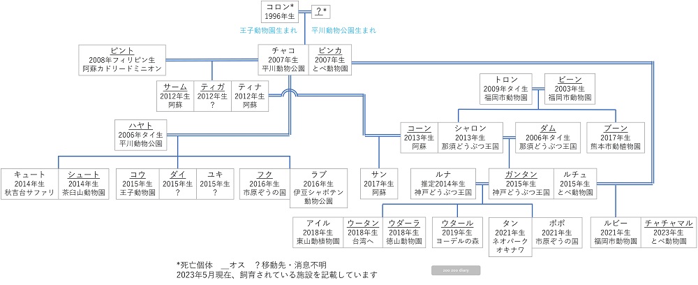 福岡市動物園　ビントロングの家系図　相関図